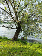 One willow tree leaning toward the water, standing on a river bank overgrown with grass, a vertical