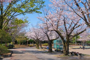 東京都葛飾区 春の新小岩公園