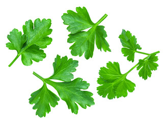 Levitating Parsley leaves isolated on white. Flying Parsley or Cilantro leaves. Parsley Explosion. Top view. Flat lay. Pattern 
