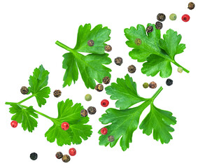 Levitating Parsley leaves isolated on white. Flying Parsley or Cilantro leaves with pepper spices. Parsley Explosion. Top view. Flat lay. Pattern 