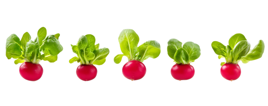 A row of five vibrant red radishes with green leaves, showcasing fresh produce ideal for salads and healthy dishes.