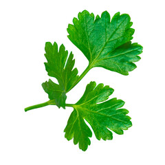 Fresh parsley leaf. Parsley leaf isolated on white. Cilantro leaves, green garden parsley twig close up. Top view