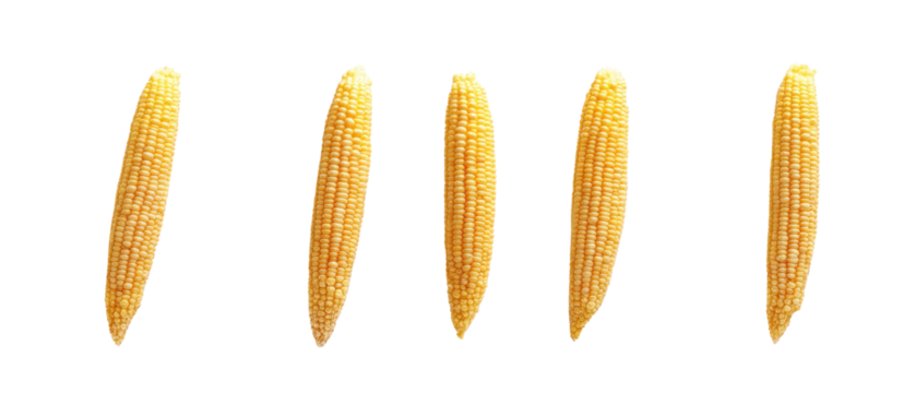 A row of five small, yellow corn cobs displayed in a straight line.
