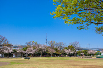 東京都葛飾区 春の新小岩公園
