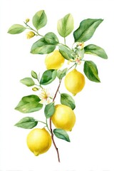 Fresh Yellow Lemons on Green Branch with Leaves and Blossoms