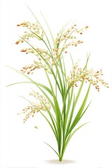 Beautiful Rice Plant with Grains on White Background for Agriculture