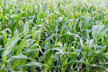 A wide, sunlit cornfield stretching across the countryside, with tall green stalks and golden tassels swaying gently in the breeze. The landscape reflects the beauty of rural agriculture and seasonal 