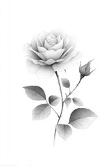 Elegant Black and White Rose Illustration on White Background