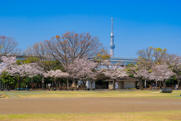 東京都葛飾区 春の新小岩公園
