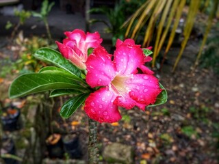 Close-up of a beautiful pink tropical flower bathed in sunlight, its delicate petals glowing...