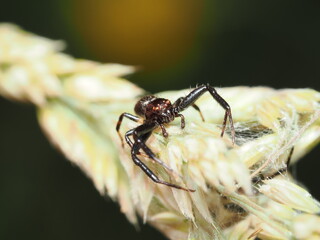 Synema globosum, también conocida como araña Napoleón, o una Xysticus croceus, una araña cangrejo de suelo.