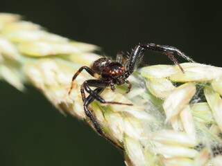 Synema globosum, también conocida como araña Napoleón, o una Xysticus croceus, una araña cangrejo de suelo.