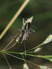 Hemíptero, específicamente un Camptopus lateralis, que pertenece a la familia Alydidae