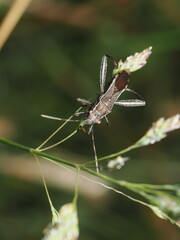 Hemíptero, específicamente un Camptopus lateralis, que pertenece a la familia Alydidae