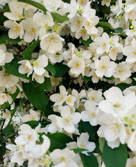 Jasmine Blossoms Close-up in the garden