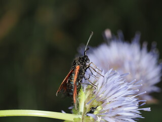 Zygaena purpuralis, también conocida como zigena púrpura o zigena de la pradera