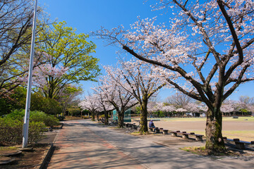 東京都葛飾区 春の新小岩公園