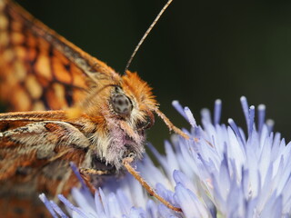 Mariposa Doncella de la madreselva (Euphydryas aurinia), también conocida como Doncella de ondas rojas.
