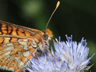 Mariposa Doncella de la madreselva (Euphydryas aurinia), también conocida como Doncella de ondas...