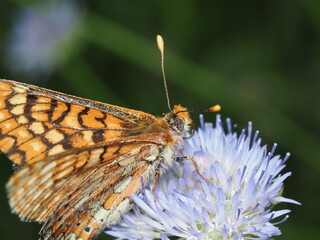 Mariposa Doncella de la madreselva (Euphydryas aurinia), también conocida como Doncella de ondas rojas.