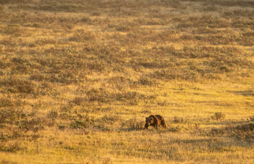 Grizzly Bear Walks Across Golden Meadow Of Yellowstone