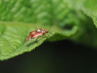 Chinche de las plantas deslustradas (Lygus lineolaris)