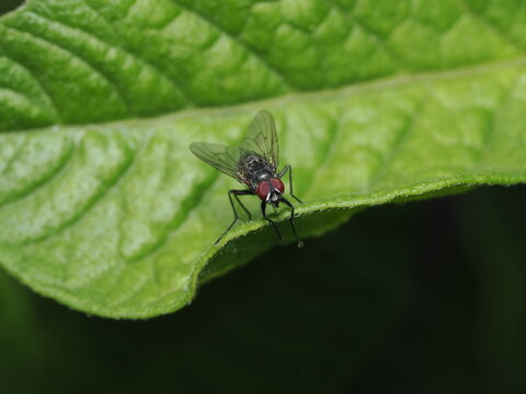 Mosca del g&eacute;nero Hydrotaea, tambi&eacute;n conocida como mosca de los basureros o mosca dom&eacute;stica falsa