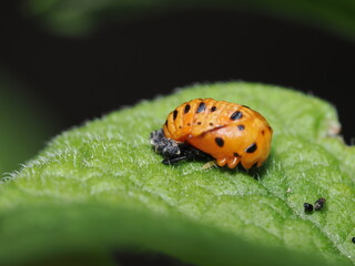 pupa de una mariquita, específicamente la de la especie Harmonia axyridis