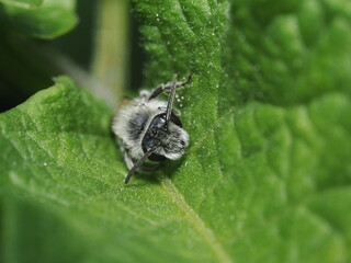 Abeja del género Andrena, también conocidas como abejas de prado o abejas mineras