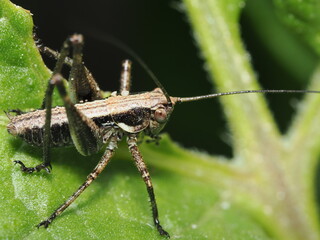 Saltamontes oscuro de arbusto (Pholidoptera griseoaptera), también conocido como saltamontes de alas cortas