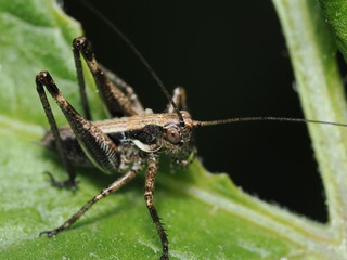 Saltamontes oscuro de arbusto (Pholidoptera griseoaptera), también conocido como saltamontes de...