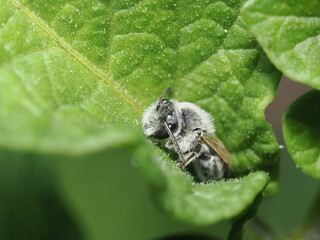 Abeja del género Andrena, también conocidas como abejas de prado o abejas mineras