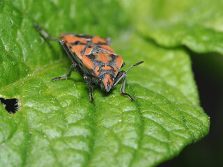 Spilostethus pandurus perteneciente a la familia Lygaeidae (chinches de las semillas). 