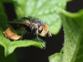 Mosca taquínida, posiblemente del género Gonia, Archytas o Belvosia
