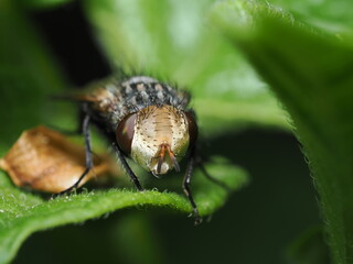 Mosca taquínida, posiblemente del género Gonia, Archytas o Belvosia