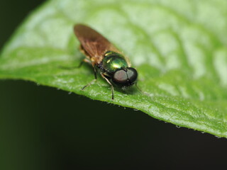 Chloromyia formosa, también conocida como mosca soldado verde