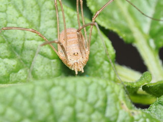 Opilio parietinus, también conocido como opilión común o segador