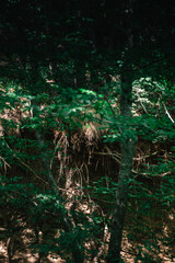 Shady Forest Ravine with Sunlight Filtering Through Trees