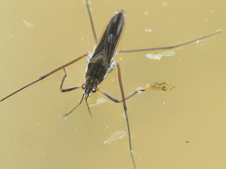 Zapatero, también conocido como patinador de agua o zancudo de agua, cuyo nombre científico es Gerris lacustris