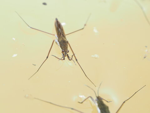 Zapatero, tambi&eacute;n conocido como patinador de agua o zancudo de agua, cuyo nombre cient&iacute;fico es Gerris lacustris