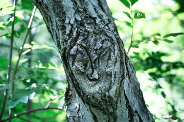 Close-up texture of old tree bark with moss in natural forest light