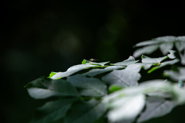 Lonely Fly on Leaf in Forest Light