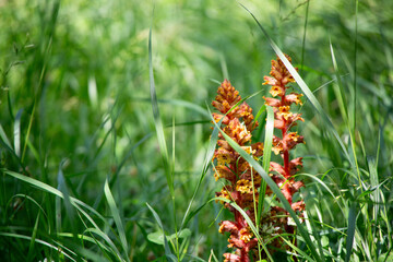 Wild Broomrape Flower in Lush Green Grass – Natural Spring Meadow