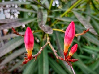 Vibrant red flower buds stand out brightly against a lush green foliage backdrop, capturing the beauty of nature in its early stages of bloom.
