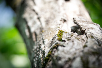 Close-up texture of old tree bark with moss in natural forest light