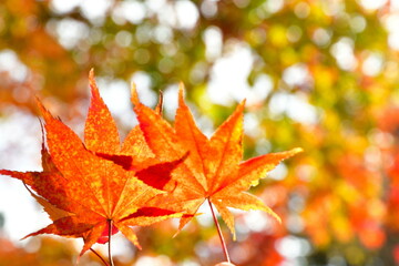 Obraz premium 紅葉イメージ