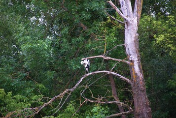 Heron rests on a dry dead tree branch above water, lush green forest near a marshland. Wildlife...