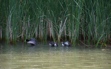 Mother coot leads her chicks through the calm, shallow waters of a reed and wetland. Surrounded by...