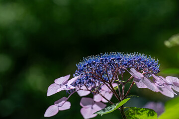 梅雨の晴れ間に咲く紫陽花