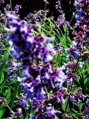 purple flowers in the garden